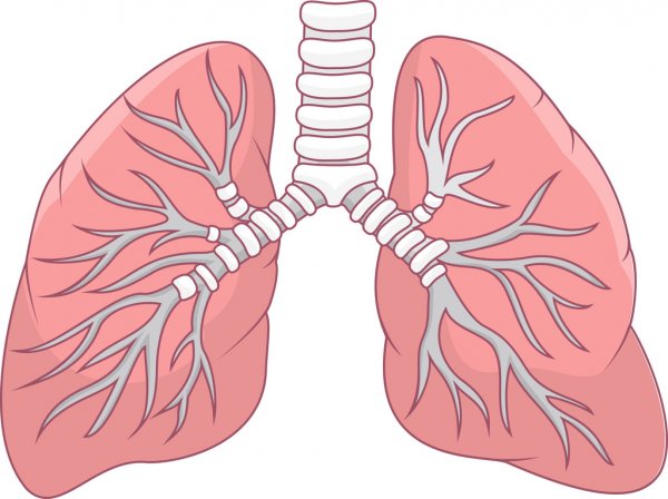 TALLER MÁSTER EN FISIOTERAPIA RESPIRATORIA